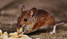 24 Hour & Emergency Exterminators in Bull Valley, IL
